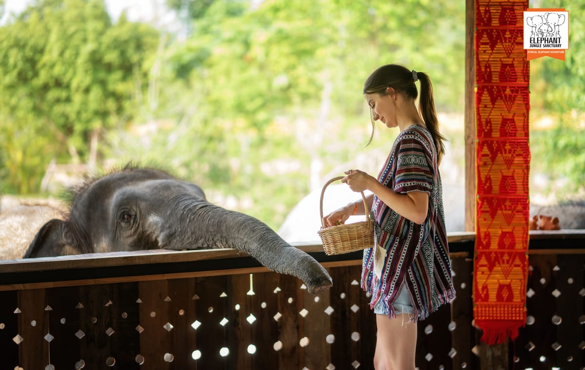 Feed Elephants at Elephant Jungle Sanctuary in Chiang Mai