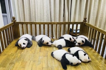 Chengdu Panda Base and Leshan Buddha Day Tour