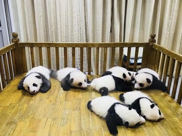 One Day Trip to Chengdu Panda Base and Leshan Buddha Tour