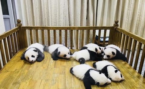 Chengdu Panda Base and Leshan Buddha Day Tour