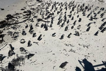 Full-Day Cape of Good Hope and Table Mountain with Penguins Tour