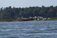 Pelicans