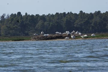 Karavasta Lagoon Boat Trip and Nature Tour from Tirana