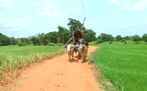 Pidurangala and Sigiriya Adventure Tour in Sri Lanka