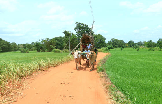 Pidurangala, Hiriwaduna Village & Sigiriya Tour (German & English)