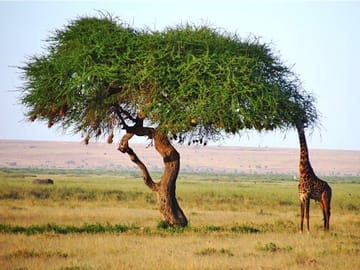 3 Days, 2 Nights Safari – Amboseli National Park and Tsavo West Adventure Safari