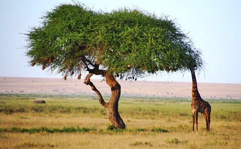 3 Days, 2 Nights Safari – Amboseli National Park and Tsavo West Adventure Safari