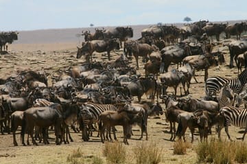 6-Day Safari Adventure in Nairobi, Nakuru, Naivasha, and Amboseli