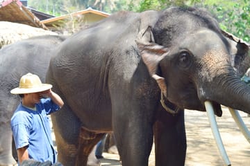 Lampang City Tour with Elephant Conservation Experience