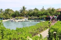Dolphin Swim Adventure at Montego Bay  7