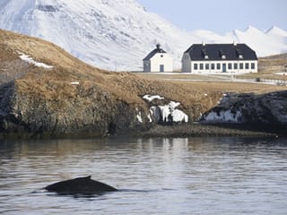 Reykjavík Whales & Viðey Island, photo 13