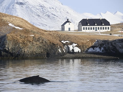 Reykjavík Whales & Viðey Island, photo 13