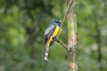 Mangrove -terraba -Sierpe River Tour