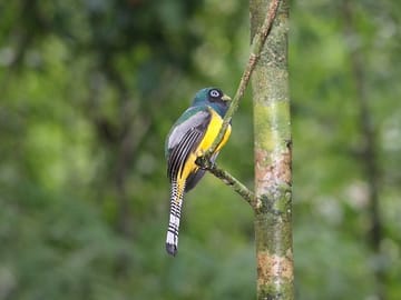 Sierpe River Wildlife Safari and Mangrove Exploration