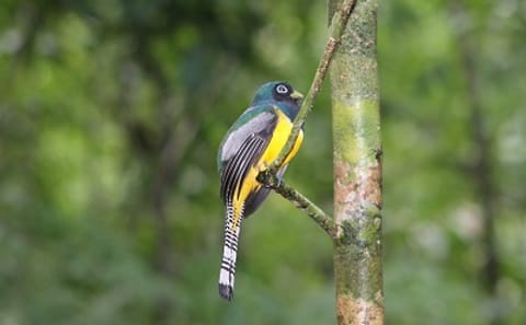 Sierpe River Wildlife Safari and Mangrove Exploration