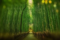 Tokyo, Mt. Fuji, Kyoto and Nara 6 Days Private Tour 8