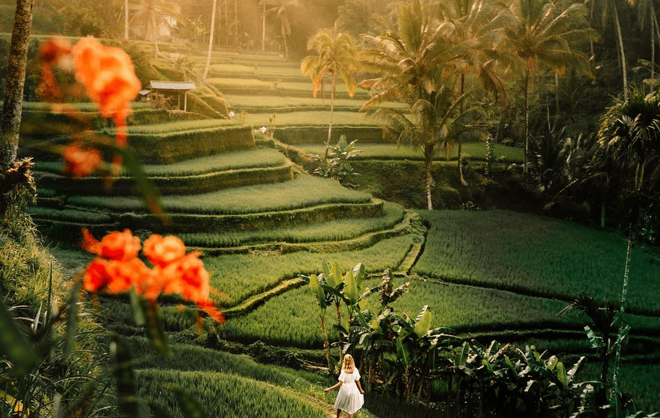 Cultural and Nature Tour in Kuta, Bali for 3 Days