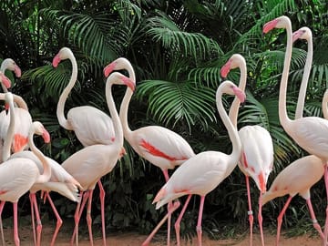 world of birds cape town