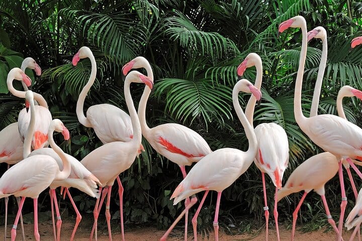 world of birds cape town