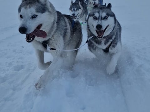 Siberian Husky Dog Sledding, photo 20