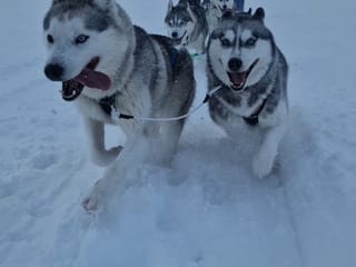 Siberian Husky Dog Sledding, photo 20