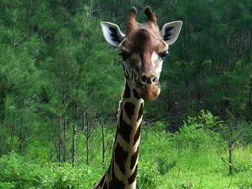 MOMBASA CITY FULL DAY TOUR