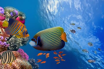 Dolphin House Snorkeling Adventure at Samadai Reef – Marsa Alam