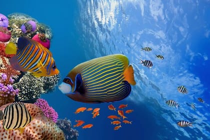 Dolphin House Snorkeling Adventure at Samadai Reef – Marsa Alam