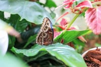 Dubai Miracle Garden and Butterfly Garden Tickets 4