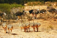 Souss Massa National Park - guided half day tour 6