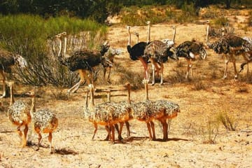 Guided Half-Day Tour of Souss Massa National Park from Agadir