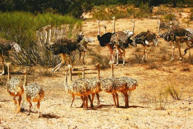 Souss Massa National Park - guided half day tour photo 6