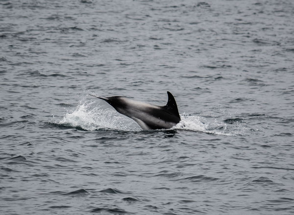 Whale Watching & Lava Show Reykjavik: Nature's Breathtaking Spectacle