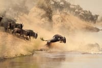 Maasai Mara Wildebeest Migration