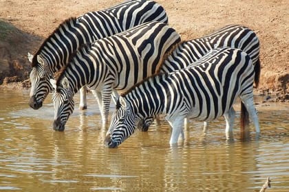 Wine Tasting and big 5 Sunset Safari