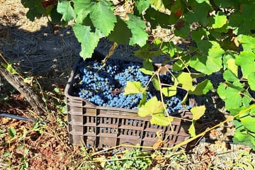 Wine Raki and Olive Oil tasting in Heraklion