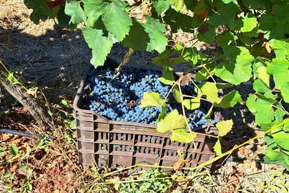 Wine Raki and Olive Oil tasting in Heraklion