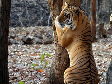 Wildlife Safari Tour in Bandhavgarh, Kanha, Pench & Tadoba