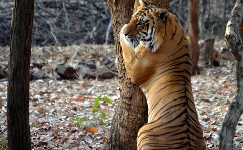 Wildlife Safari Tour in Bandhavgarh, Kanha, Pench & Tadoba