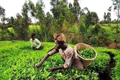 Full-Day Kiambethu Tea Farm Tour From Nairobi with Lunch