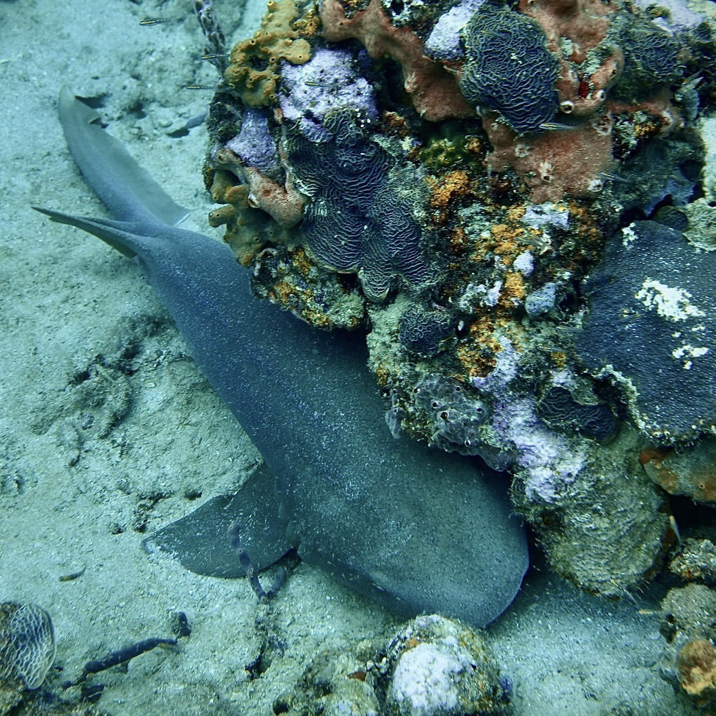Close-up underwater photo of a nurse shark resting beside colorful coral reef in Cahuita National Park, Costa Rica, spotted on a snorkeling 