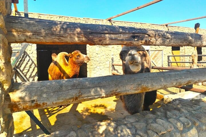 Absheron tour-Gala Archaeological and Ethnographical complex-Gala tour-Azerbaijan tour-camel tour