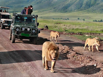 12Days Best of Kenya and Tanzania Wildlife Safari