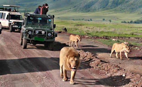 4-Day Camping Safari in Tanzania's Northern Circuit
