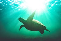 Abu Dabbab Snorkeling Trip, Explore Marine Life : Marsa Alam