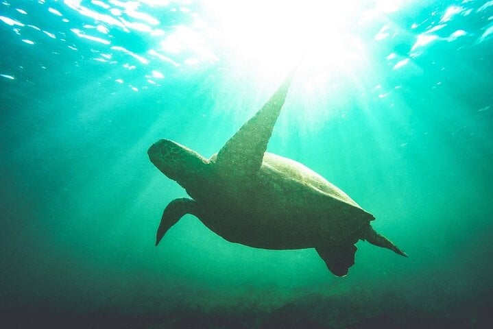Abu Dabbab Snorkeling Trip, Explore Marine Life : Marsa Alam