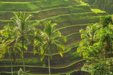 Kintamani and Tampaksiring Cultural Tour in Bali