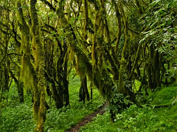 Trekking through the vibrant, moss-covered rainforest on Mount Meru.