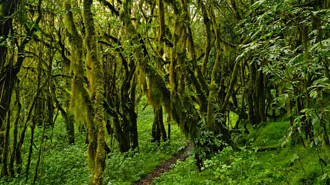 A dense forest trail surrounded by trees covered in thick green moss and hanging lichen.