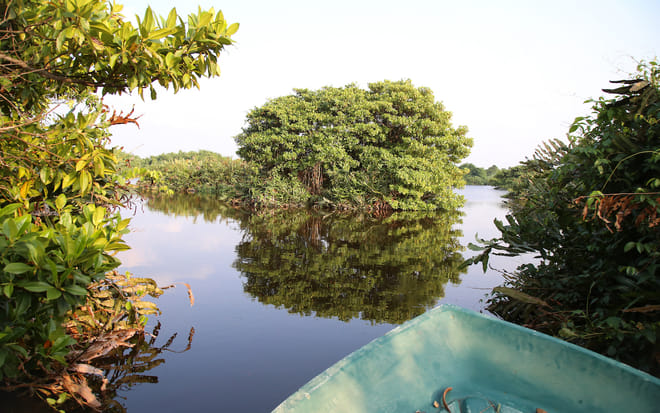 Muthurajawela Sanctuary Boat Safari with Bird Watching 4